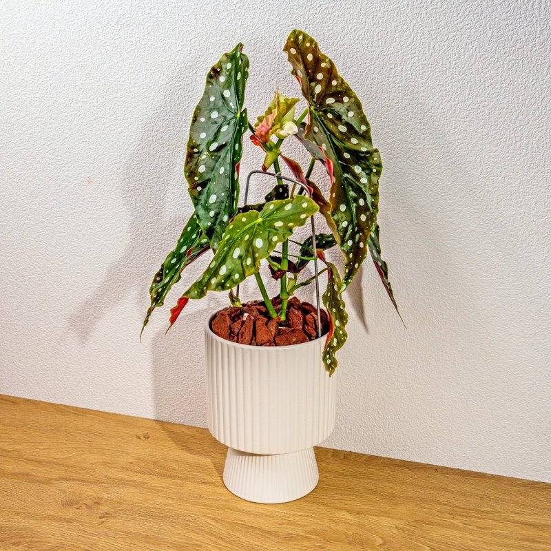 鱒魚秋海棠白色高腳陶盆 桌上盆栽 室內植物 禮物 - 盆栽/植栽 - 植物．花 白色