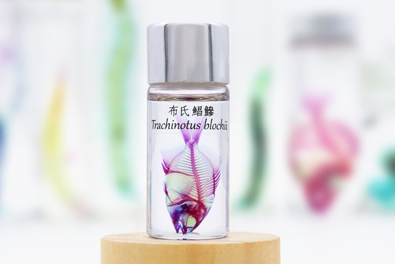 透明生物標本 - 布氏鯧鰺 Trachinotus blochii - 擺飾/家飾品 - 玻璃 