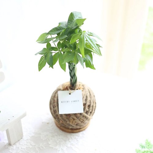KEYURA GARDEN瓔珞莊園 PD22馬拉巴栗小苔球 / 室內植物 發財樹