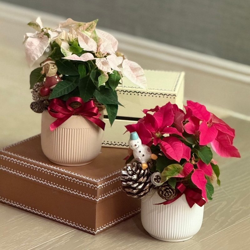 Christmas Limited | Christmas Red/Christmas White/Planting/Exchange Gifts - Plants - Plants & Flowers 