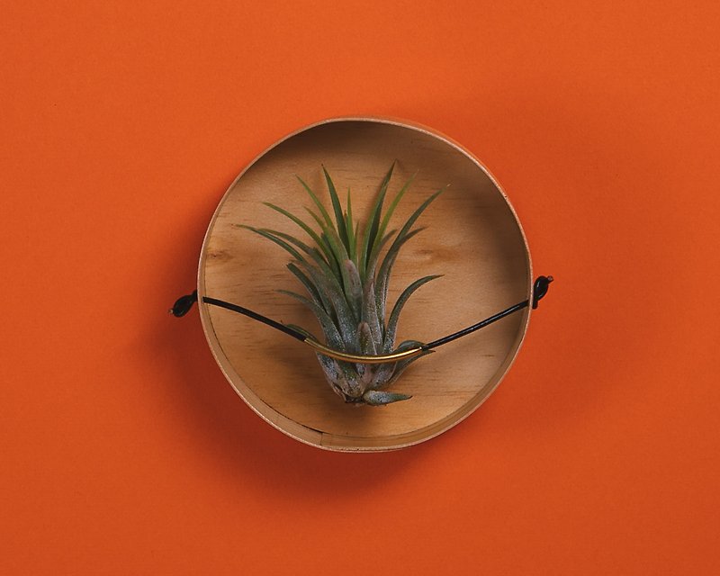 木頭 花瓶/花器 咖啡色 - AIR PLANT HOLDER CUP- 磁吸植物盆器盒 - 木色 4入1組