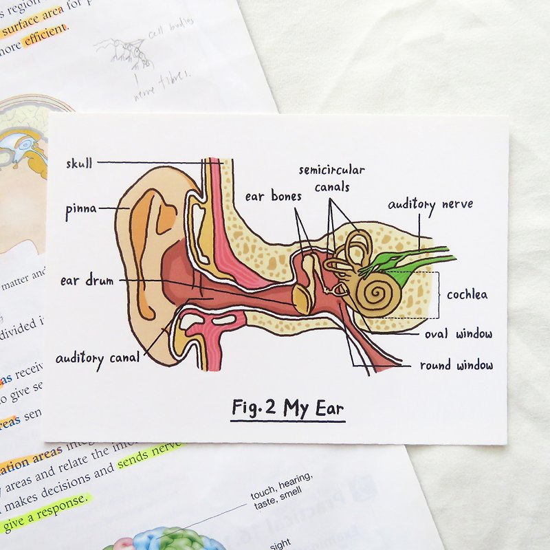 請細心聆聽 / 生物學耳朵明信片 器官解剖圖 - 卡片/明信片 - 紙 