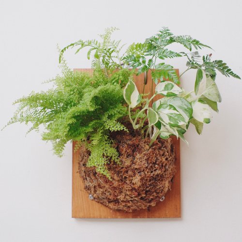 草木參間 上板植物/兔腳蕨/蕾絲蕨/白泉黃金葛/