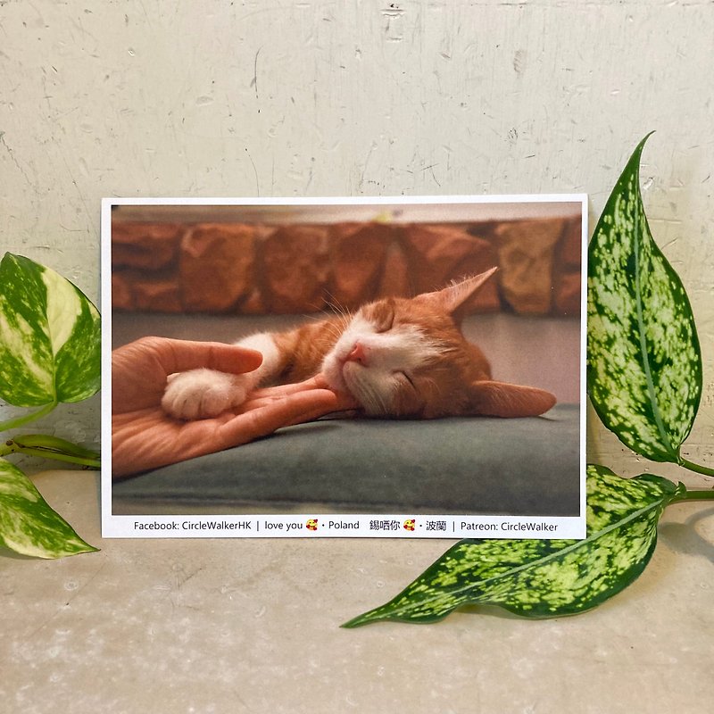 相片圖畫 雙面明信片 複製原畫 裱畫 電繪 黃貓 波蘭 痴人 黏人 - 心意卡/卡片 - 紙 