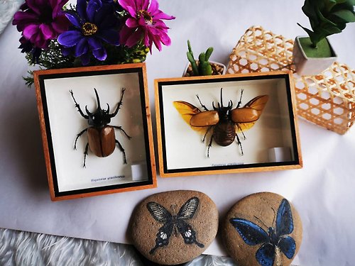 cococollection Set 5 Horned Rhinoceros Eupatorus Gracilicornis Beetle Insect Taxidermy Home Dec