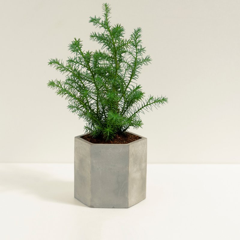 Cedar│Clay Work Series│Fortune Planted - Plants - Cement Green