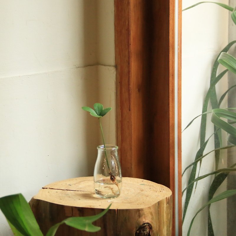 Hydroponic Plant-Lucky Wood Glass Milk Bottle Indoor Foliage Plant - ตกแต่งต้นไม้ - พืช/ดอกไม้ 