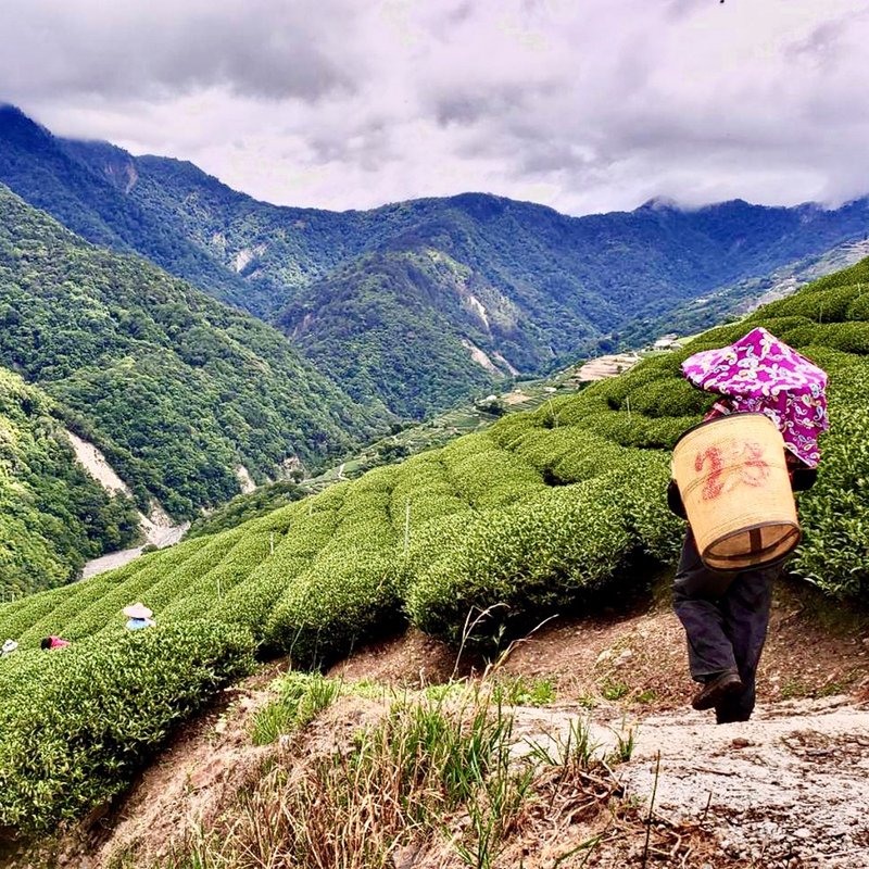 台灣梨山 甘露高山烏龍茶葉1斤 手採春茶 附精美環保禮袋 - 茶葉/茶包/水果茶 - 其他材質 綠色