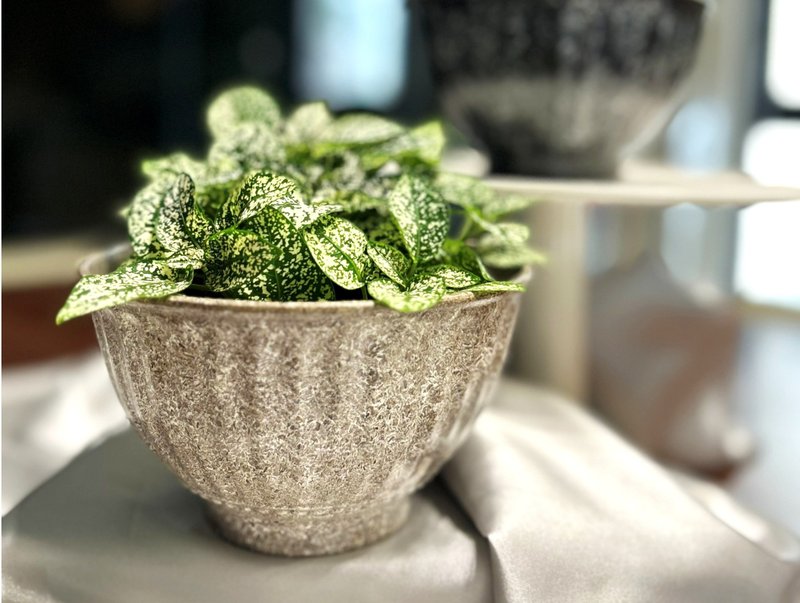 Upcycle Bamboo Planter (6-inch / Bowl Shape Vase) - Plants - Bamboo Black