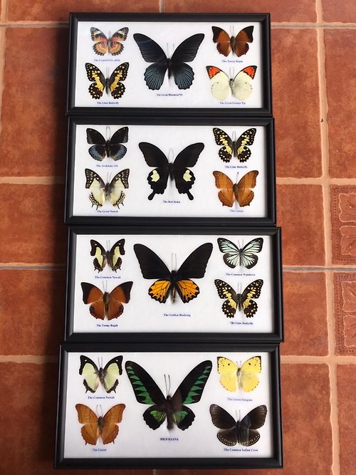 cococollection 5 MIX LUXURY Style Real Beautiful Butterfly in Frame Display insect Taxidermy Ho