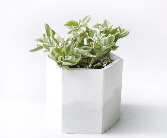 現貨 白灰漸層系列 斑葉太陽玫瑰六邊形水泥多肉植栽 設計館ninan 泥喃 水泥手作工作室植栽 盆栽 Pinkoi 現貨 白灰漸層系列 斑葉太陽玫瑰六邊形水泥多肉植栽 設計館ninan 泥喃 水泥手作工作室植栽 盆栽 Pinkoi