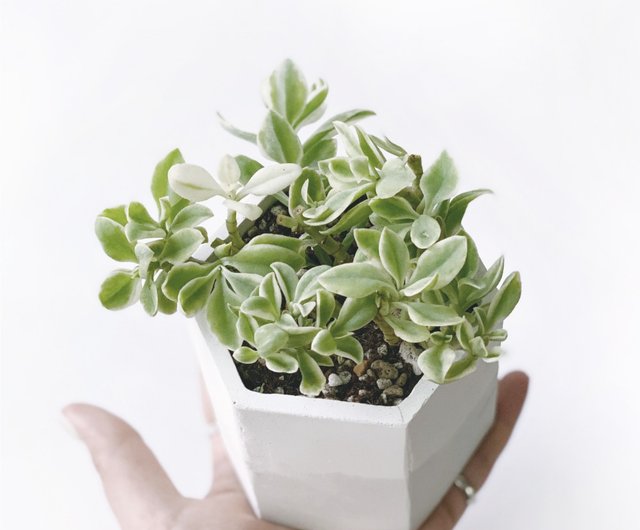 現貨 白灰漸層系列 斑葉太陽玫瑰六邊形水泥多肉植栽 設計館ninan 泥喃 水泥手作工作室植栽 盆栽 Pinkoi 現貨 白灰漸層系列 斑葉太陽玫瑰六邊形水泥多肉植栽 設計館ninan 泥喃 水泥手作工作室植栽 盆栽 Pinkoi