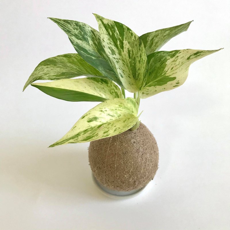 新品白金葛 /  雪花葛 手作植栽苔球 - 盆栽/植栽 - 植物．花 