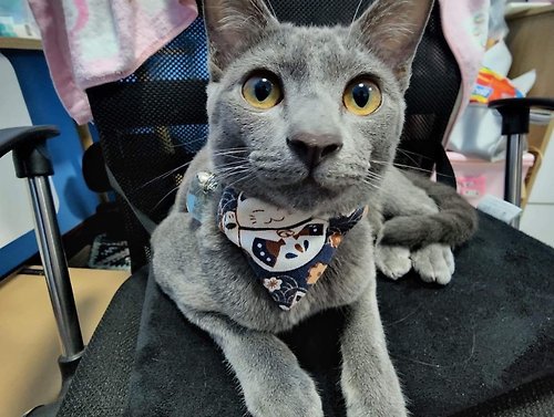 a-ni-cha Ani Maneki Neko Collar for the cat