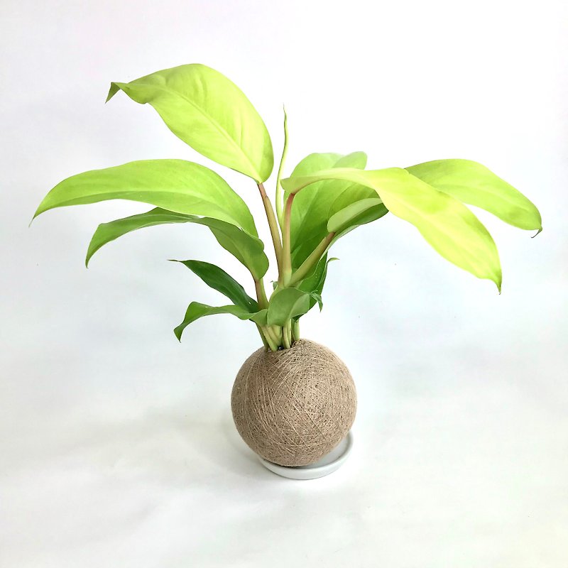 Golden hoe philodendron hand-made planting moss ball - ตกแต่งต้นไม้ - พืช/ดอกไม้ 