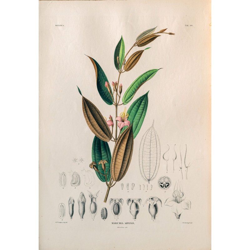 野牡丹科植物 Marumia Affinis - 植物圖鑑-版畫 - 海報/掛畫/掛布 - 紙 