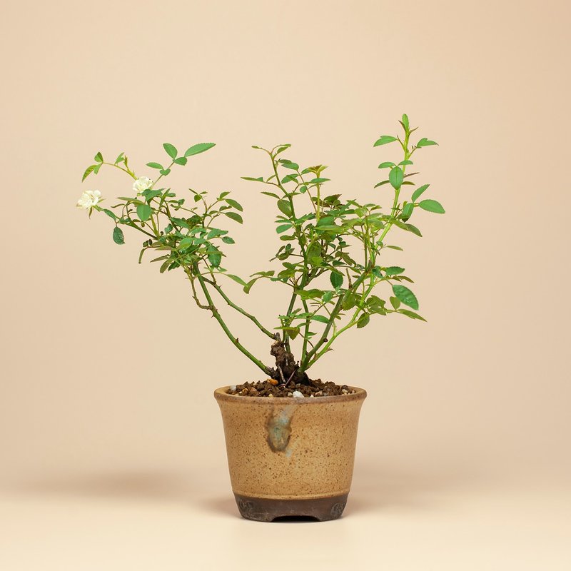 【日本植物】療癒植物 辦公室植栽 日本姫薔薇 迷你玫瑰 - 盆栽/植栽 - 植物．花 