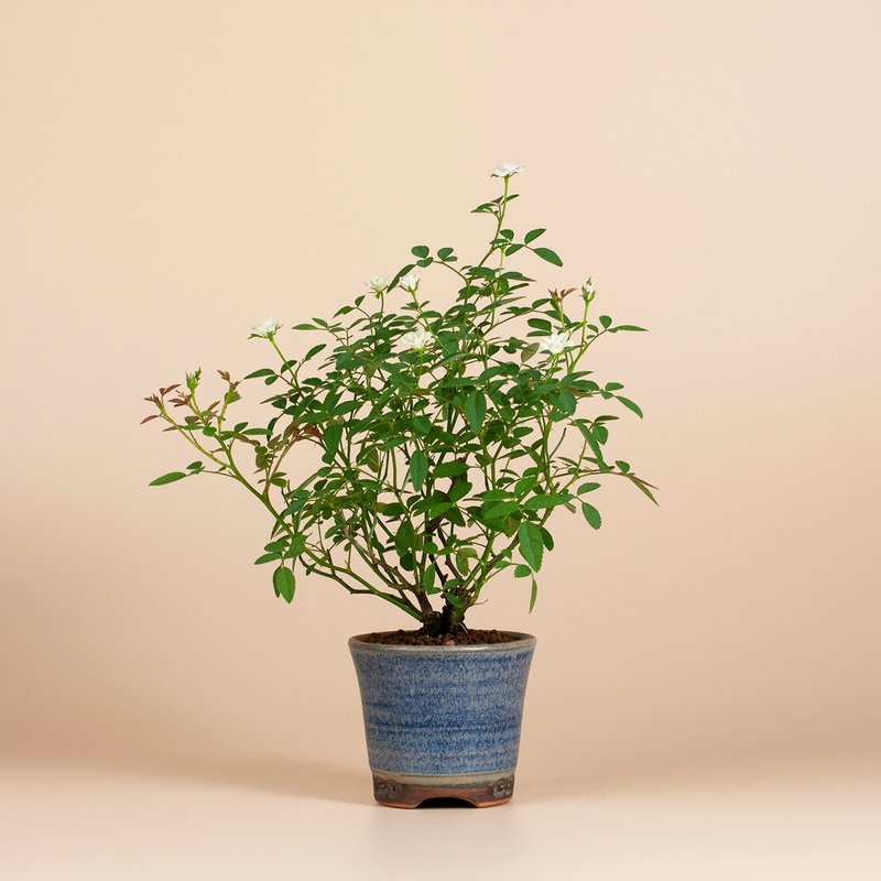 【日本植物】療癒植物 辦公室植栽 日本姫薔薇 迷你玫瑰 - 盆栽/植栽 - 植物．花 