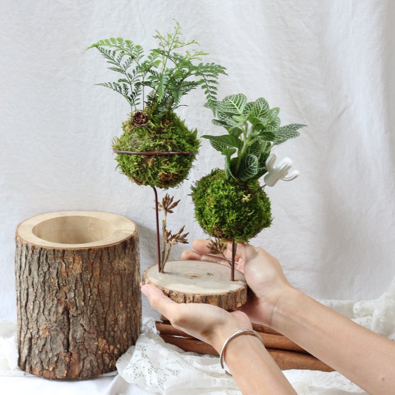 [Green Plant Planet/Moss Ball] DIY Material Pack + Teaching Video - จัดดอกไม้/ต้นไม้ - พืช/ดอกไม้ สีเขียว