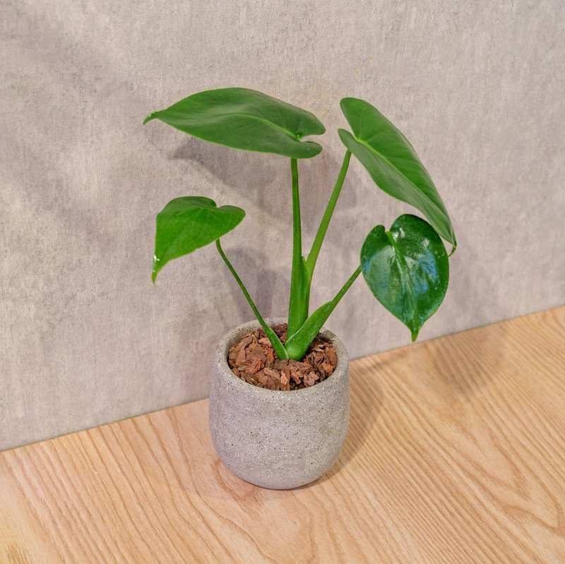 龜背芋 桌上型水泥盆栽 觀葉植物 禮物 盆栽 交換禮物 植物 - 植栽/盆栽 - 植物．花 灰色