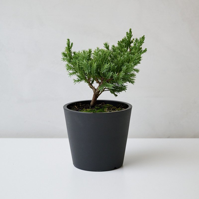 真柏 | 日曬系綠植生活 低調但超有個性 - 植栽/盆栽 - 植物．花 綠色