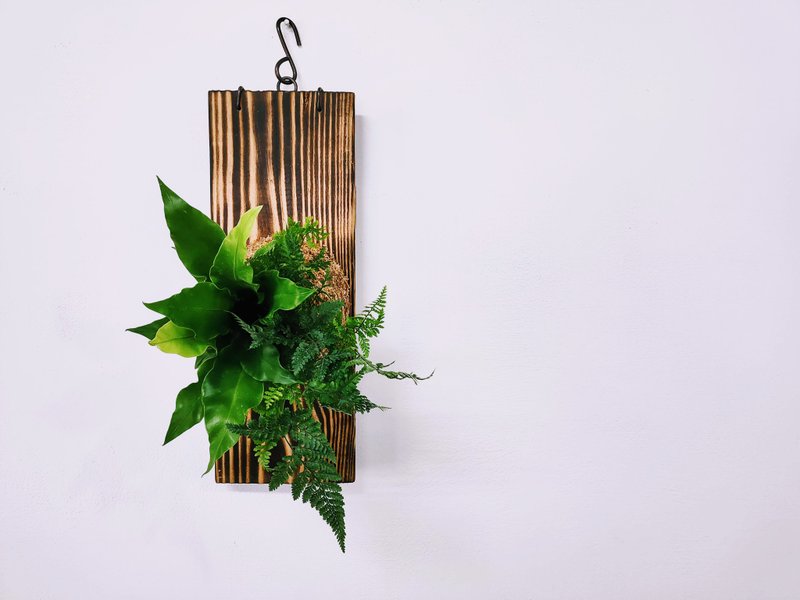 Combination green plant board plant│indoor plants│window plants│foliage plants - ตกแต่งต้นไม้ - พืช/ดอกไม้ สีเขียว