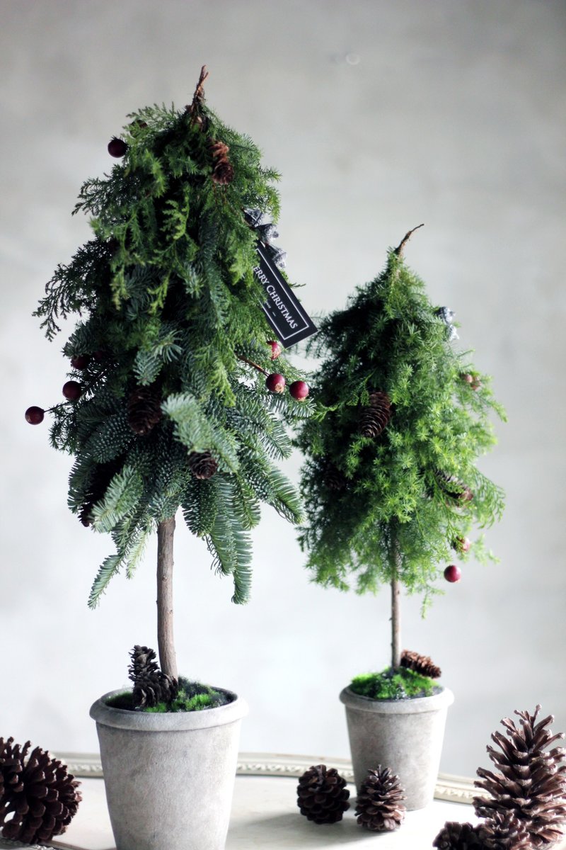 [Fresh Noble Fir] Noble Fir cute in pairs/bundled Christmas tree - Plants - Plants & Flowers Multicolor