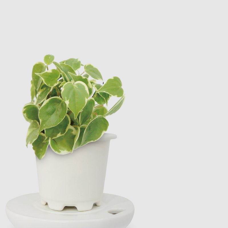 │ kiln porcelain series - Plants - Plants & Flowers 