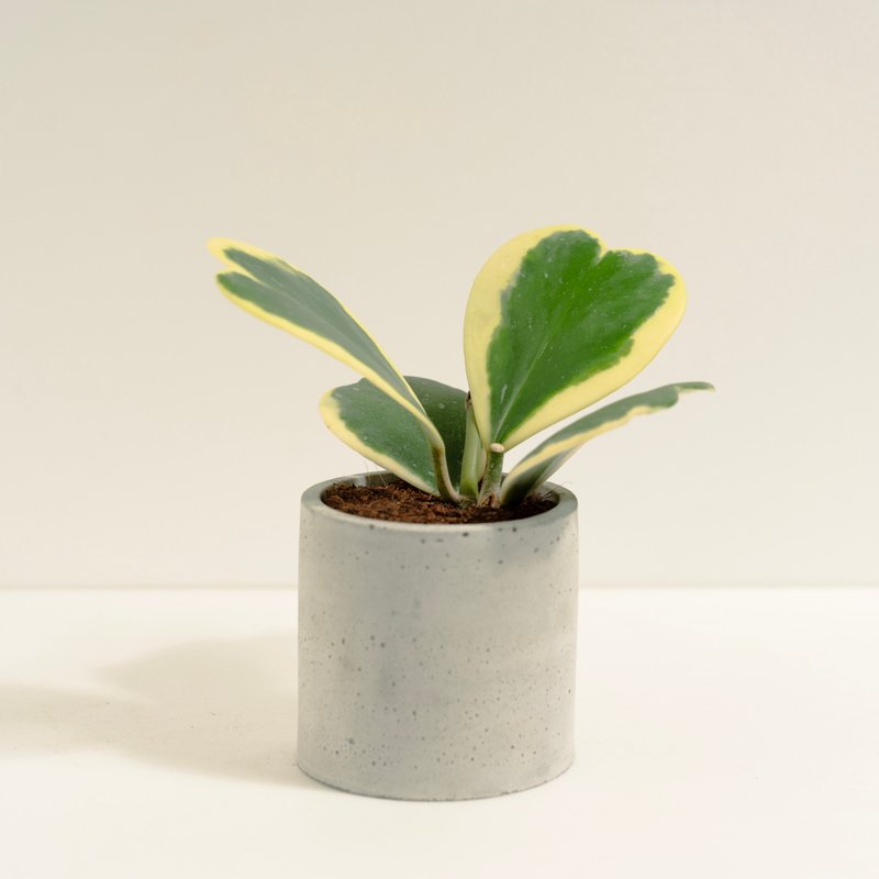 斑葉心葉球蘭│泥作系列│福所栽 - 盆栽/植栽 - 水泥 多色