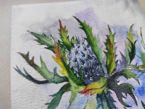 アザミの絵 薊（アザミ）｜日本花卉文化株式会社