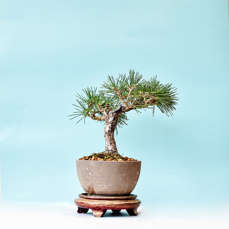 三河黑松 Mikawa Black Pine | 盆景星球 Bonsai Planet - 植物/盆栽/盆景 - 植物．花 