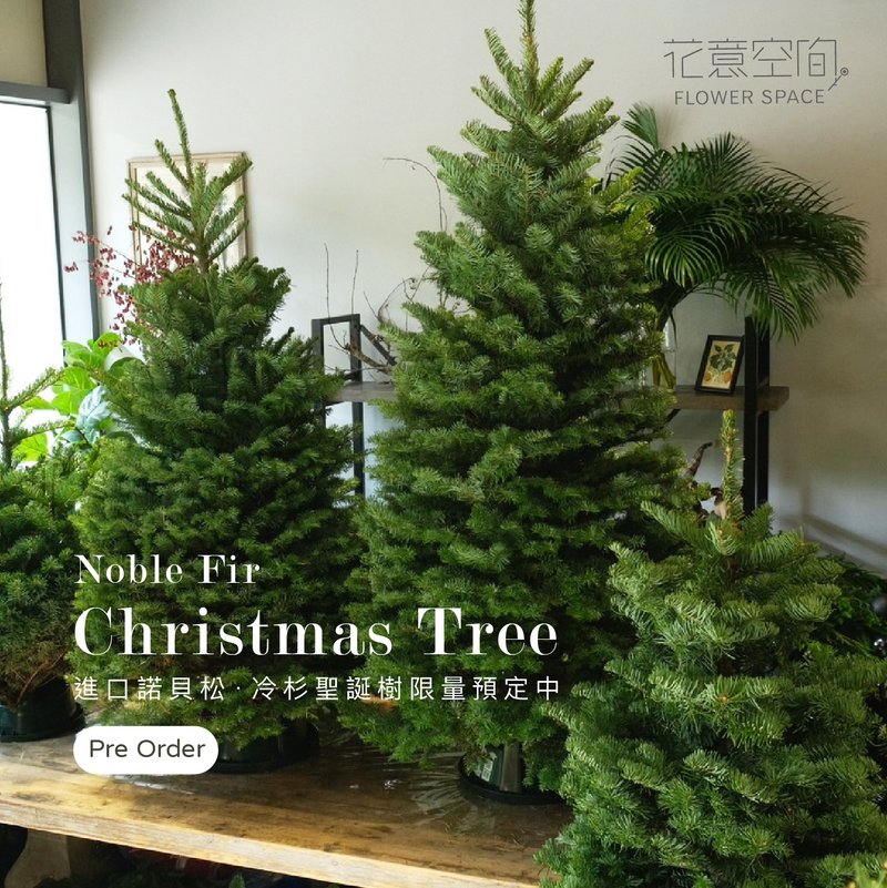 Imported Noble Fir Christmas tree - Plants - Plants & Flowers Green