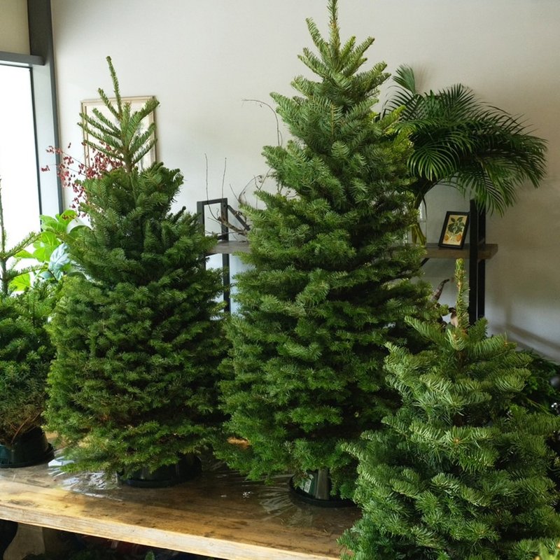 Imported Noble Fir Christmas tree - ตกแต่งต้นไม้ - พืช/ดอกไม้ สีเขียว