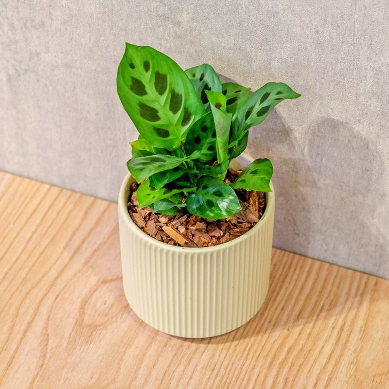 綠豹竹芋 莫蘭迪色系直紋陶盆 室內植物 觀葉植物 禮物 盆栽 - 盆栽/植栽 - 植物．花 黃色