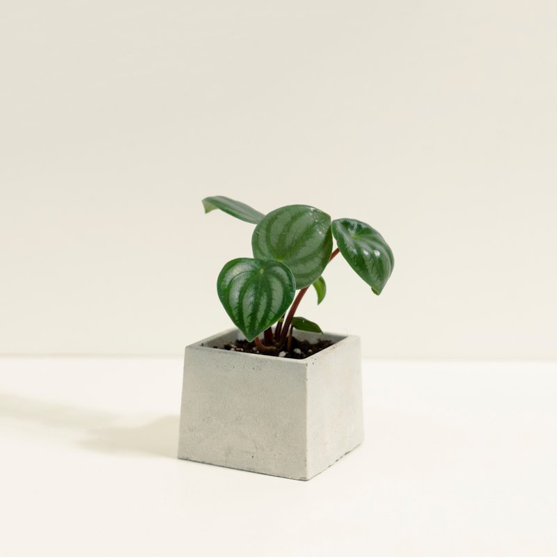 西瓜皮椒草│泥作系列│福所栽 - 盆栽/植栽 - 水泥 綠色