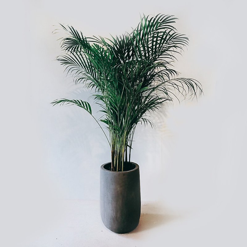 黃椰子 - 植栽/盆栽 - 植物．花 灰色