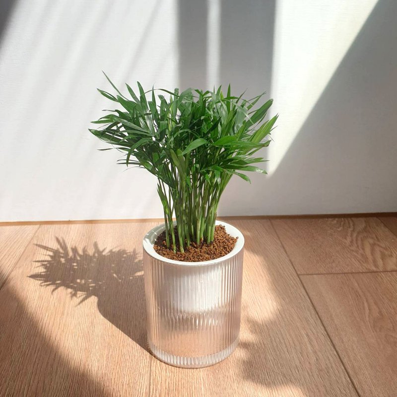 袖珍椰子 懶人盆栽 植物 - 盆栽/植栽 - 塑膠 綠色