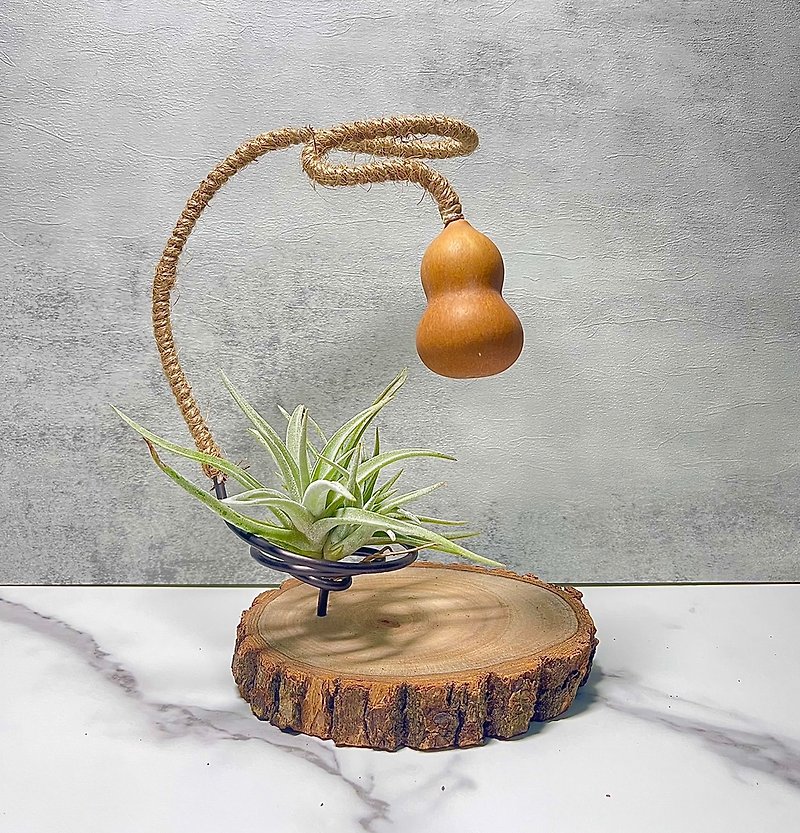 【Driftwood】Fashion Zen | Air Pineapple. Air Tillandsia - Plants - Wood Brown