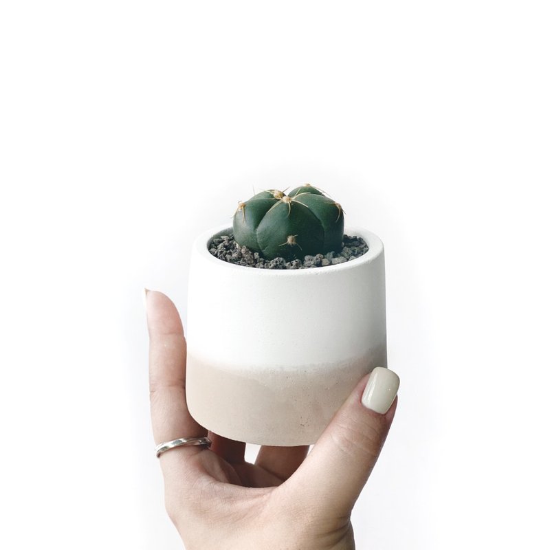 (現貨) 奶茶系列 | 聖王丸仙人掌 圓形雙色水泥仙人掌植栽 - 盆栽/植栽 - 植物．花 卡其色