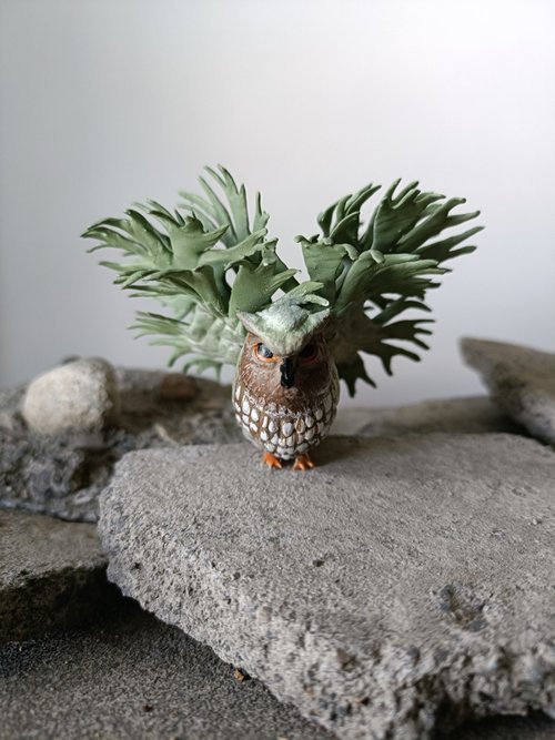 PULP泥研植物所 細菌鹿角蕨貓頭鷹