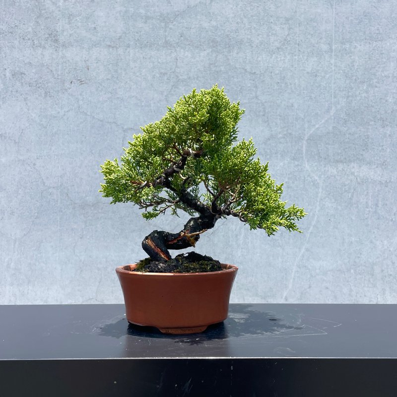 小品盆栽-日本系魚川真柏 盆景 送禮 - 盆栽/植栽 - 植物．花 