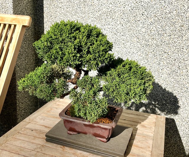 小品盆栽-日本紀州真柏盆景送禮野趣小品盆栽Rustic Charm Bonsai｜植栽/盆栽人氣榜- Pinkoi