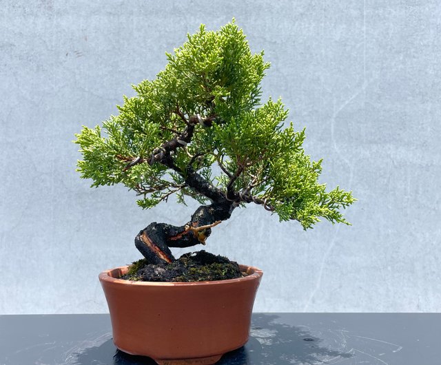 小品盆栽-日本系魚川真柏盆景送禮野趣小品盆栽Rustic Charm