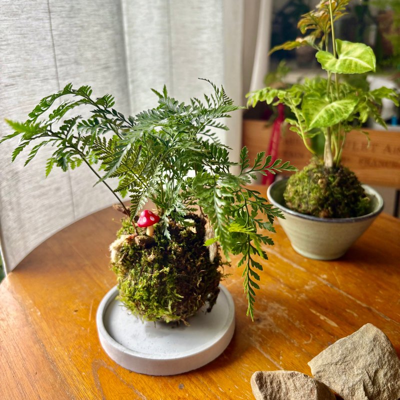 企業團體課程 | 雨林系手感植物苔球 - 植栽/花藝 - 植物．花 