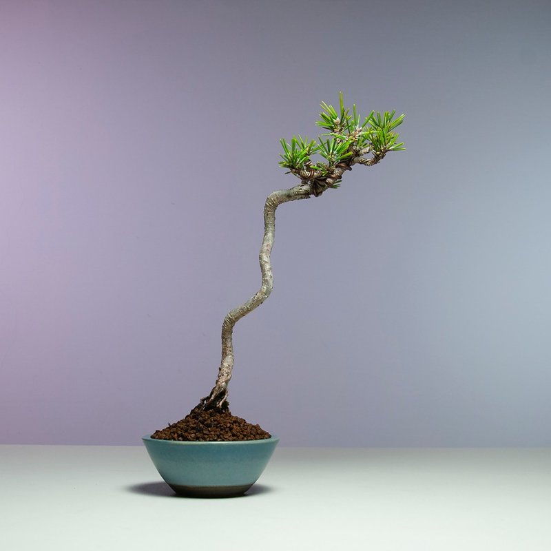 小品盆景/文人千壽丸黑松 - 盆栽/植栽 - 植物．花 