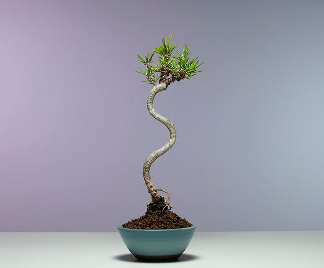 ミニチュア盆栽・文人 千住丸ブラック - ショップ sparrowbonsai 観葉植物 - Pinkoi