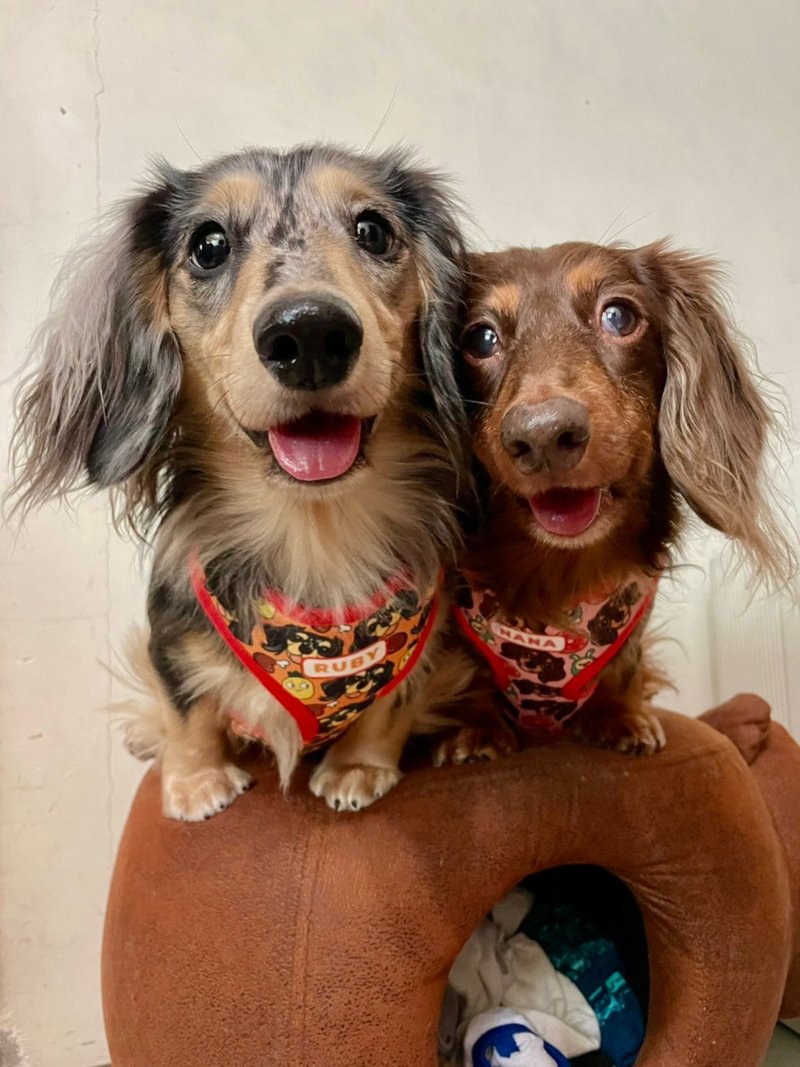 HAPPY harness and leash set - (Happy Red Color) - ปลอกคอ - วัสดุอื่นๆ สีแดง