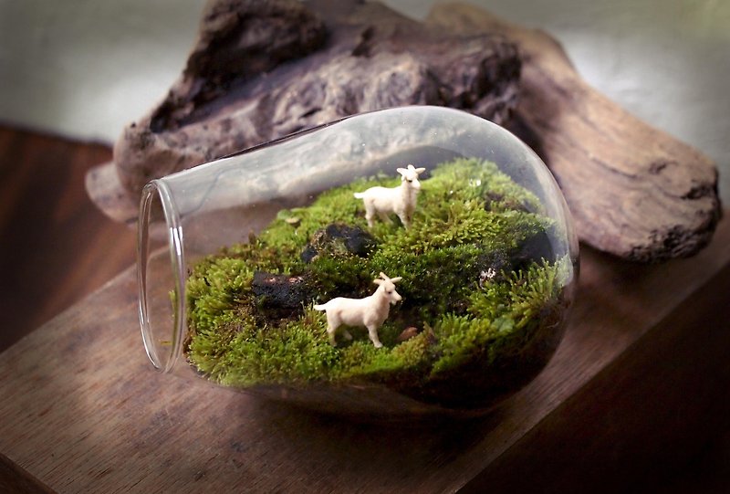 Microscape. Watching the World Series | Little Lamb is going home - Plants - Glass 