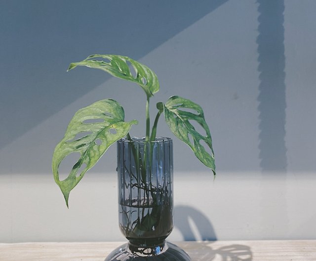 水耕栽培の植物窓穴タートルバック里芋デスクデコレーション ショップ Studiogreen 観葉植物 Pinkoi