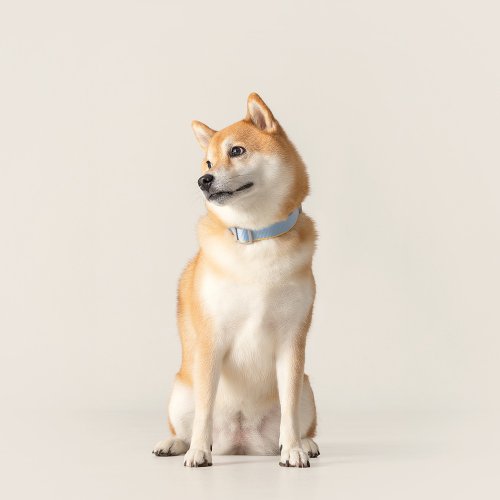 tails&me 尾巴與我 【tails&me 尾巴與我】新經典系列 犬項圈(雙色 共6色)